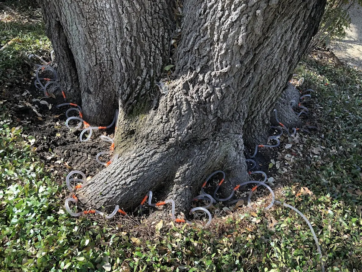Detailed Tree Cabling and Bracing job site in Aston