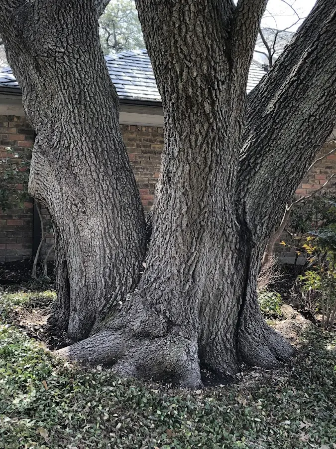 Mature heritage tree close to a Aston property cared for by certified arborists