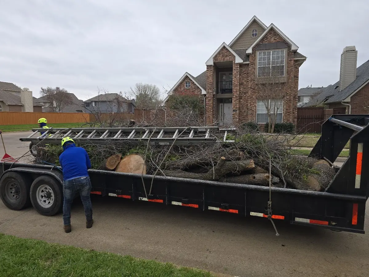 Expert Tree Pest Control with proper safety equipment in Aston